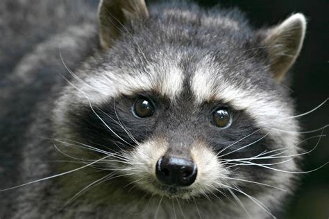 how to get a pet raccoon what you should know about their legal status