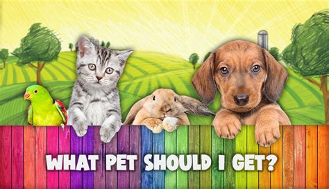 What Pet Should I Get Quiz: A Journey into the World of Pet Ownership